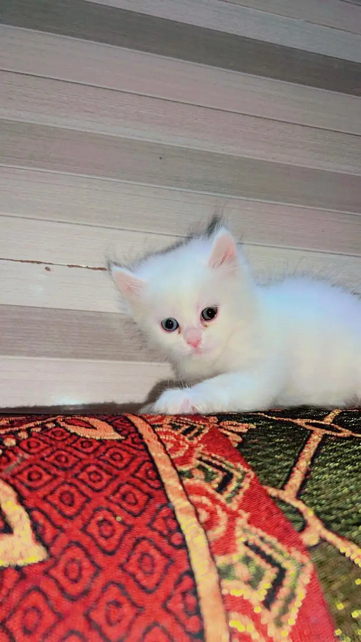 Persian Kitten | Peke,peki/ punch face |Triple Coat white kitten cute — photo 10