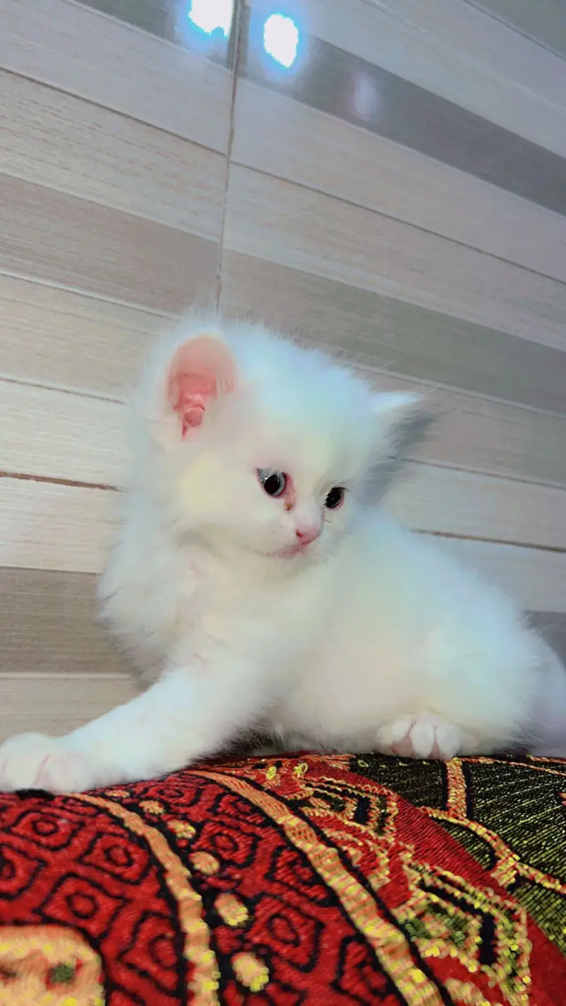 Persian Kitten | Peke,peki/ punch face |Triple Coat white kitten cute — photo 12