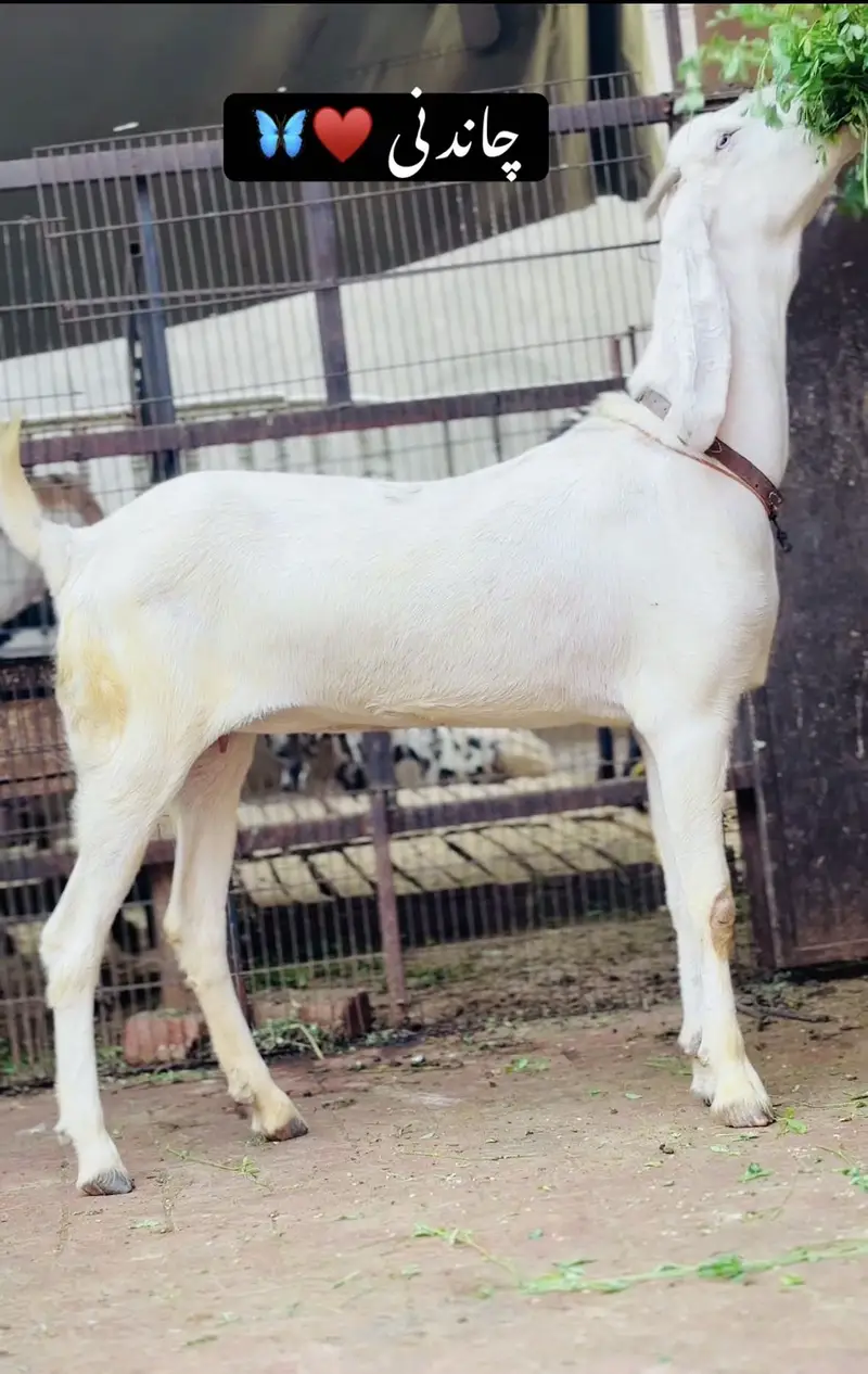rajanpuri beetal path 4 dant    03054978053 — photo 3