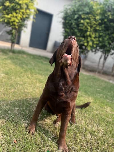 Home pet Dog for sale