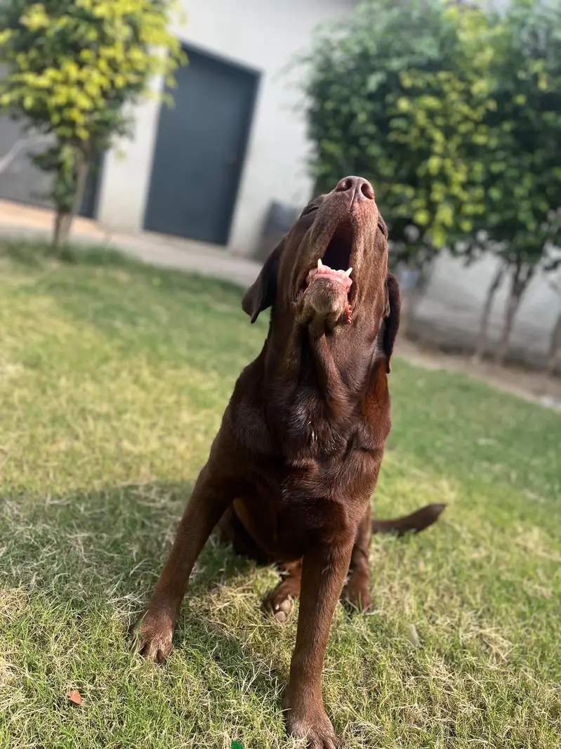 Home pet Dog for sale