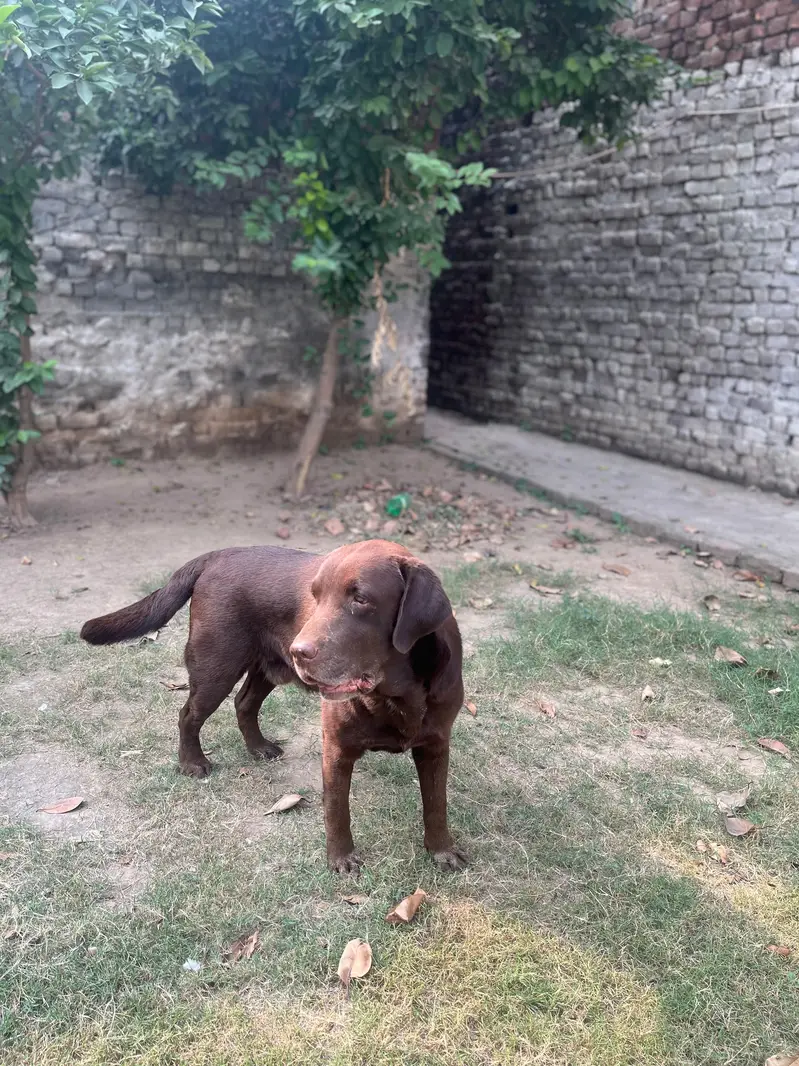 Home pet Dog for sale — photo 2