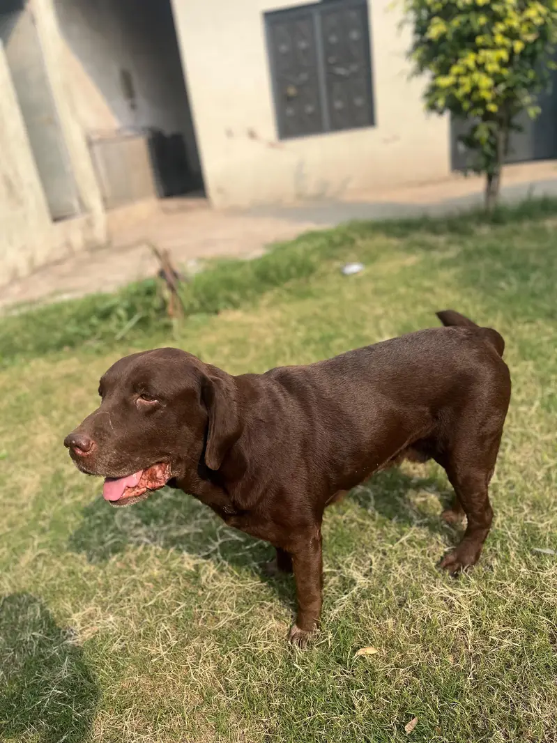 Home pet Dog for sale — photo 3