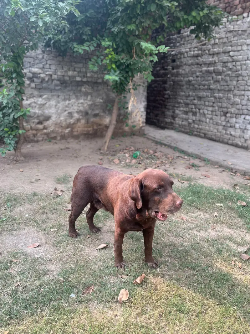 Home pet Dog for sale — photo 4