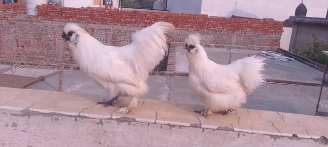 Pair of hens
