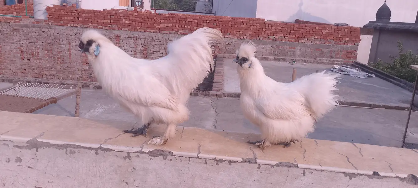 Pair of hens