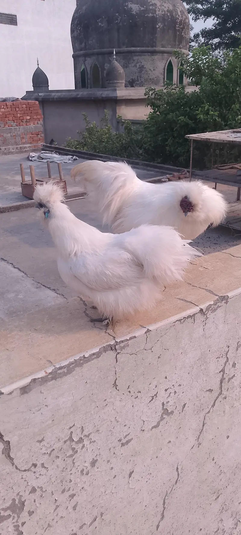 Pair of hens — photo 5