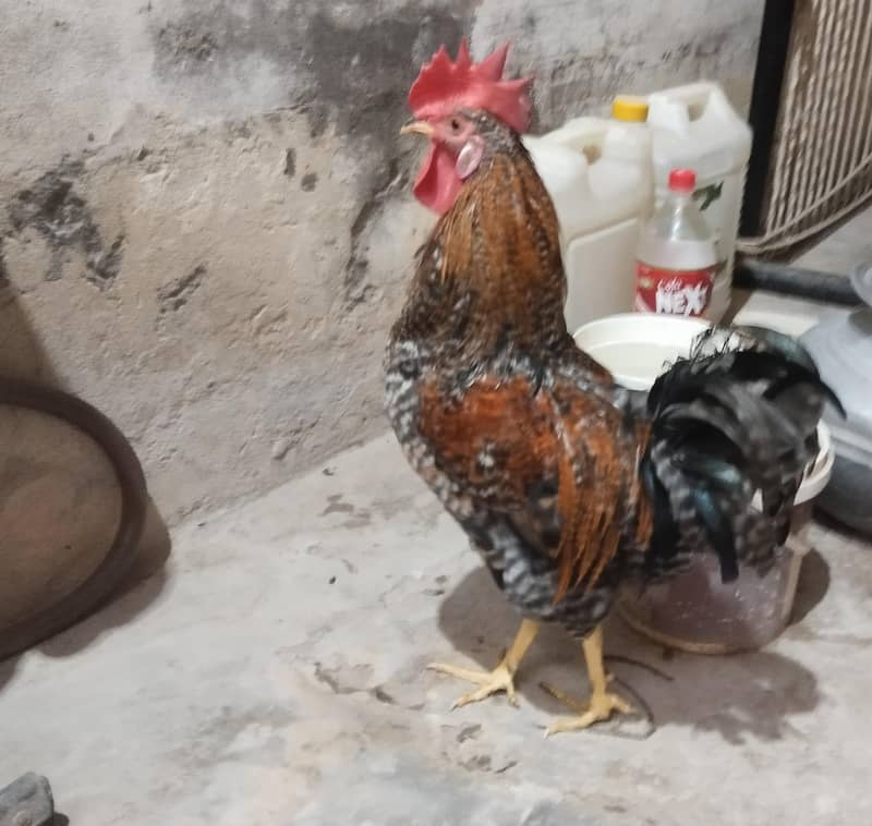 02 Cock 0