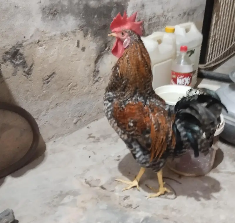 02 Cock