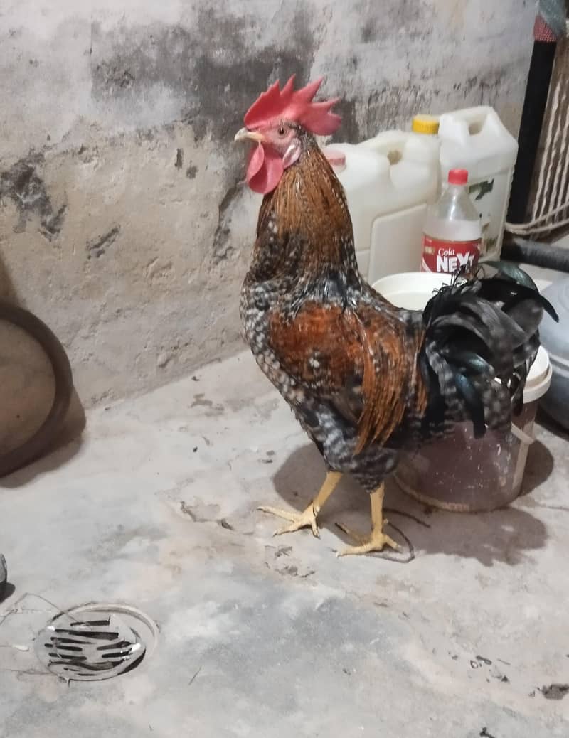 02 Cock 1