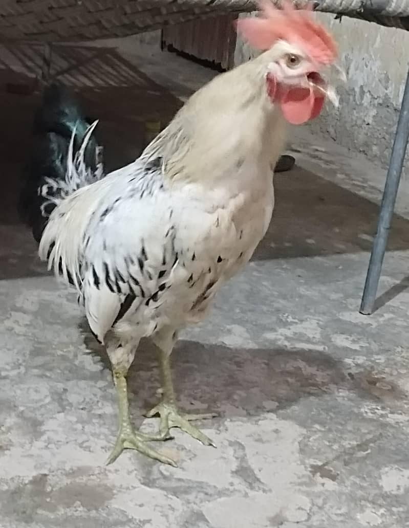 02 Cock 2