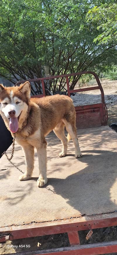 Siberian husky