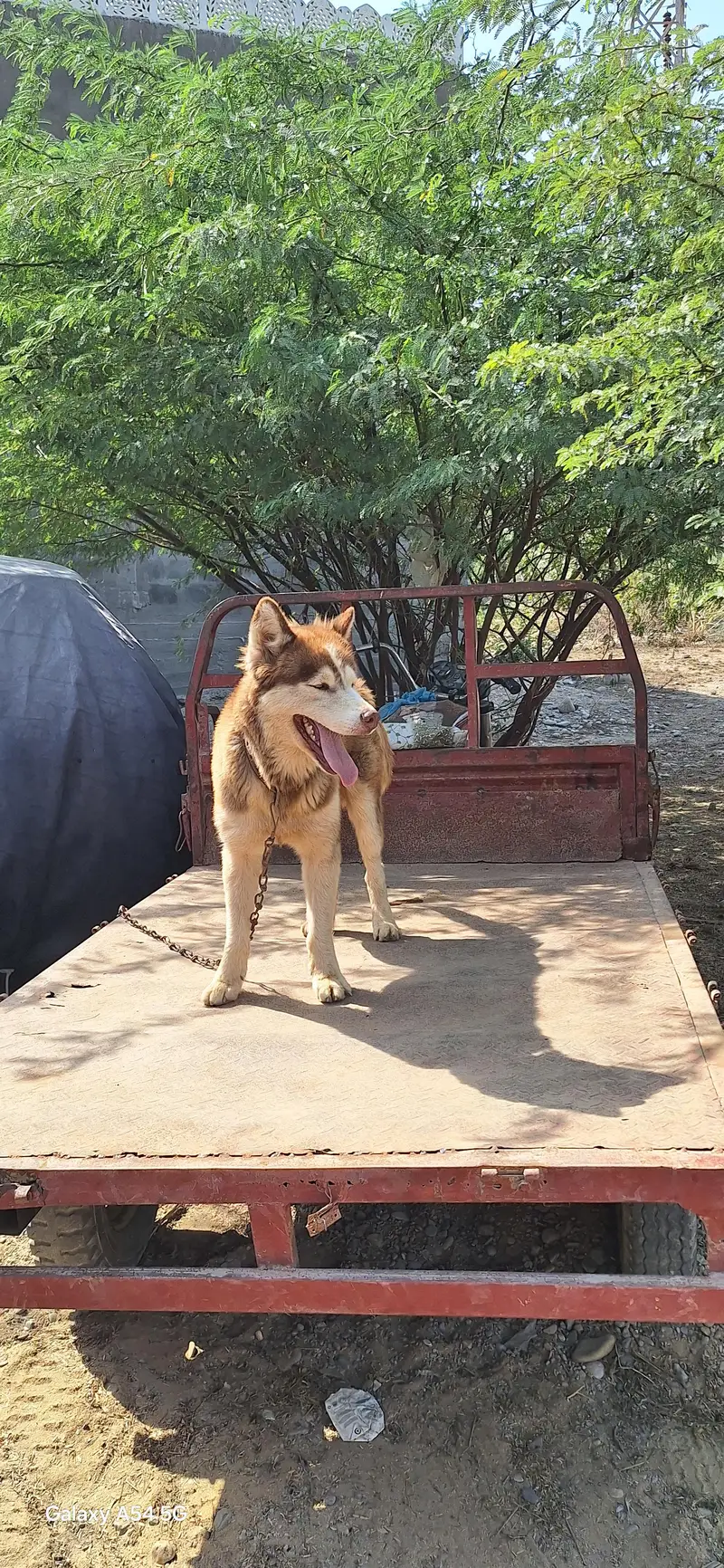 Siberian husky — photo 2