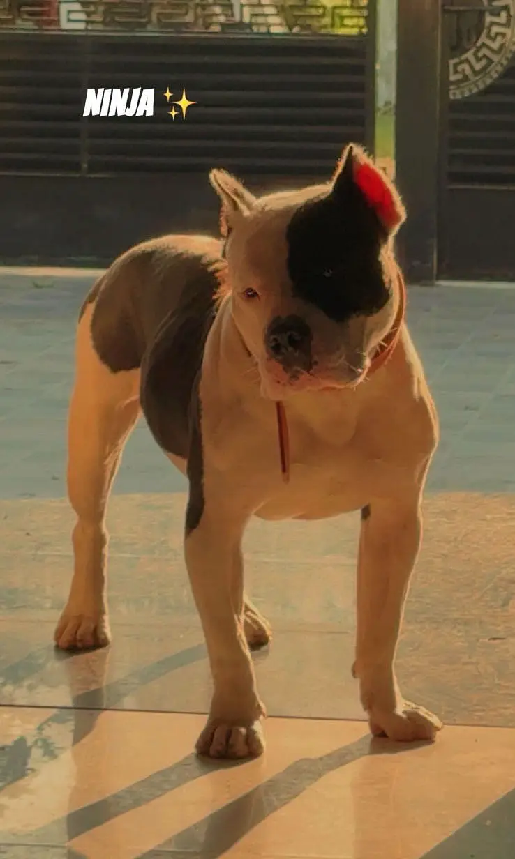 American Muscled Pitbull — photo 5