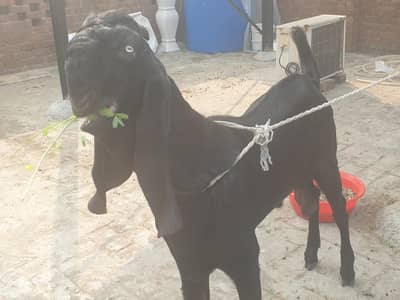 Black beetal Bacha