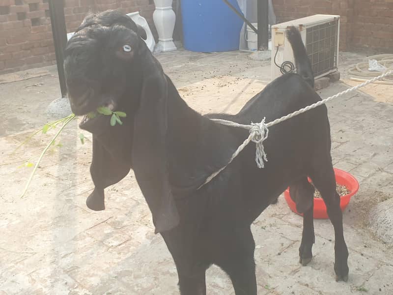Black beetal Bacha 0