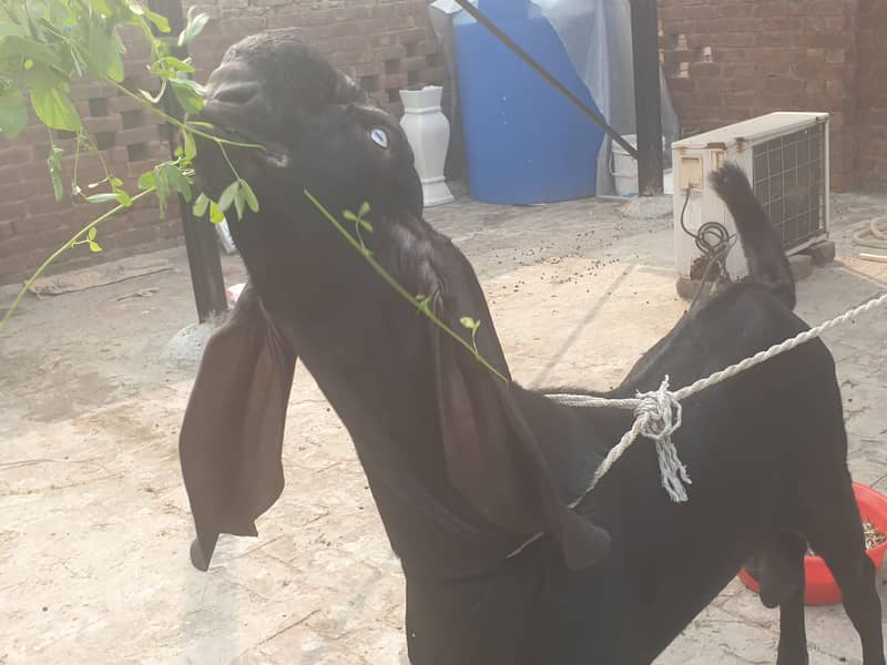 Black beetal Bacha 1