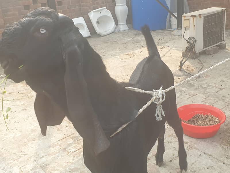 Black beetal Bacha 2