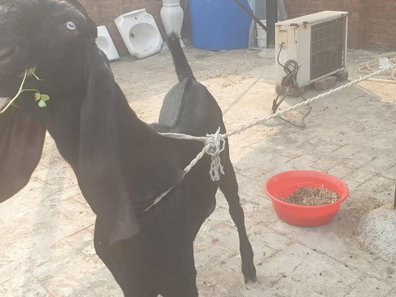 Black beetal Bacha 3