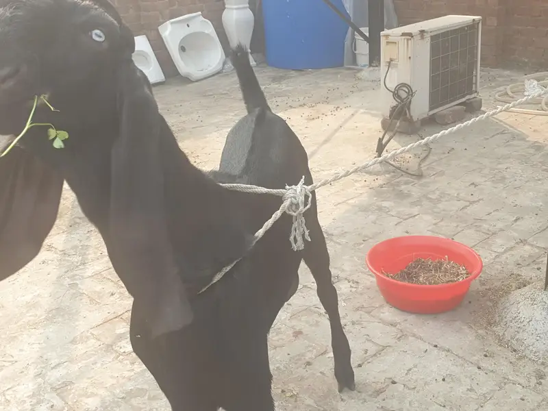 Black beetal Bacha — photo 4