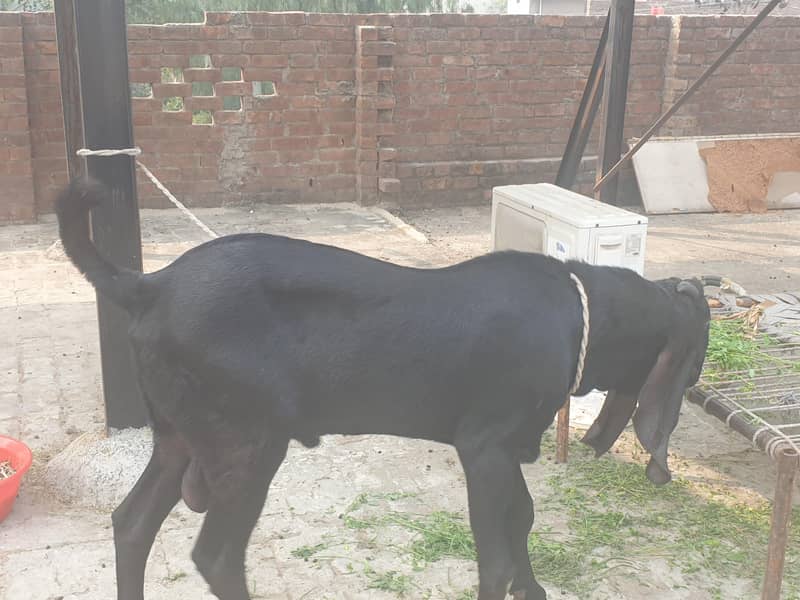 Black beetal Bacha 4