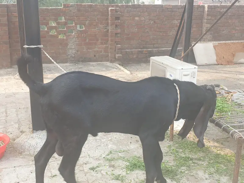Black beetal Bacha — photo 5