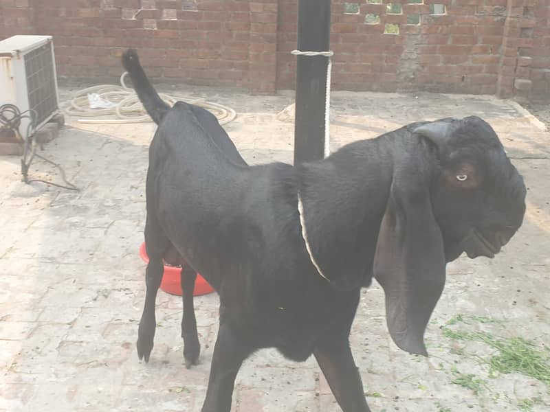 Black beetal Bacha 5