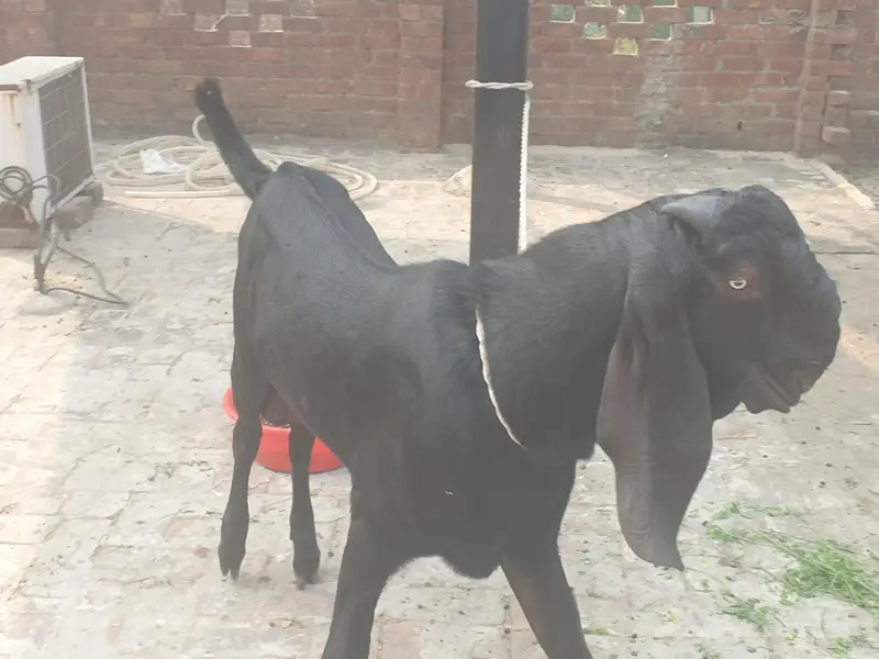 Black beetal Bacha — photo 6