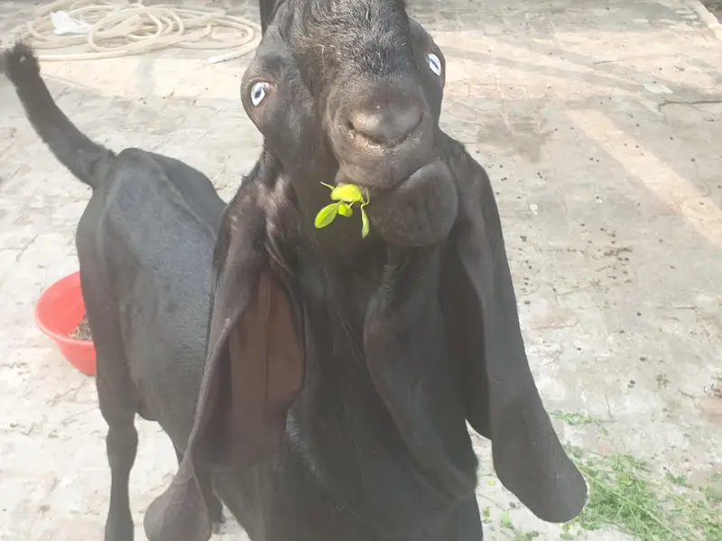 Black beetal Bacha — photo 7