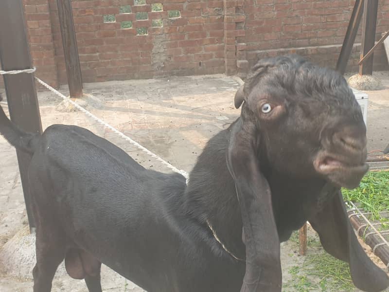 Black beetal Bacha 7