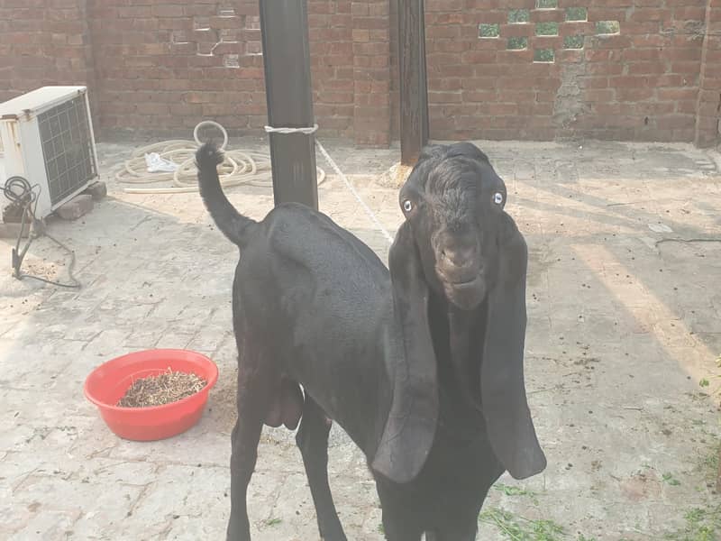 Black beetal Bacha 8