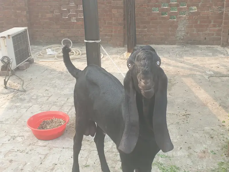 Black beetal Bacha — photo 9
