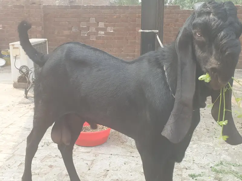 Black beetal Bacha — photo 10