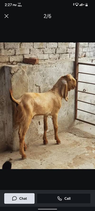 Breeder quality Male kid #03274116585
