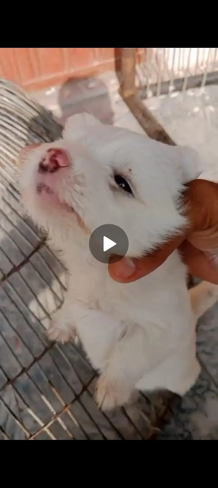 Russian pupy female 03450542636