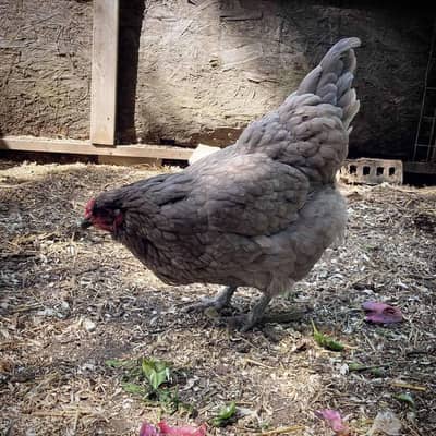 cochin breader pair hen murgi  murga buff