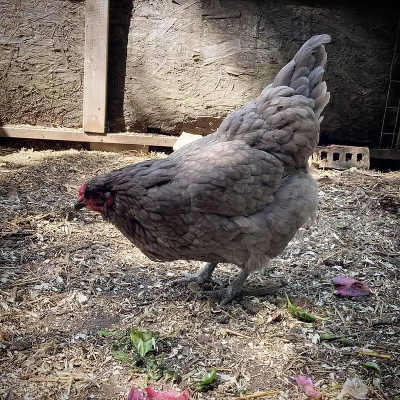 cochin breader pair hen murgi buff murga fancy