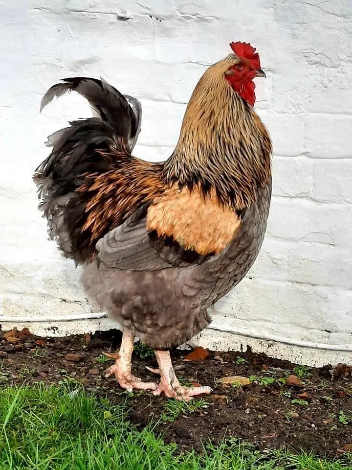 cochin breader pair hen murgi buff murga fancy — photo 2