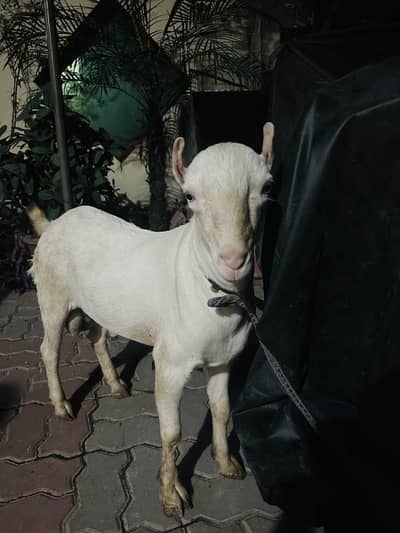 Pure bloodline Tedda urgent sale need money