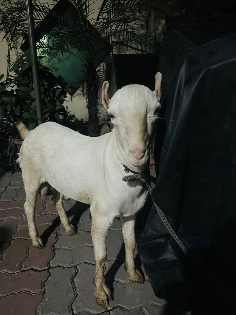 Pure bloodline Tedda urgent sale need money