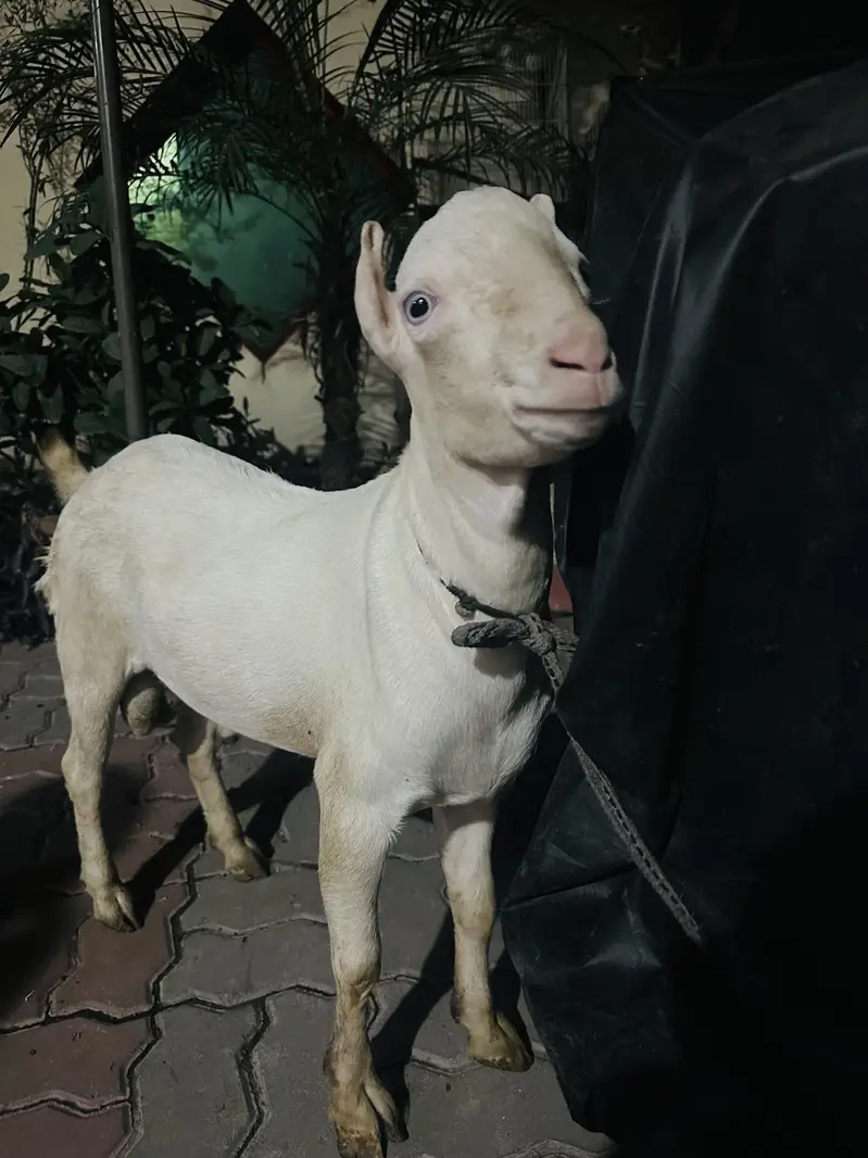Pure bloodline Tedda urgent sale need money — photo 2