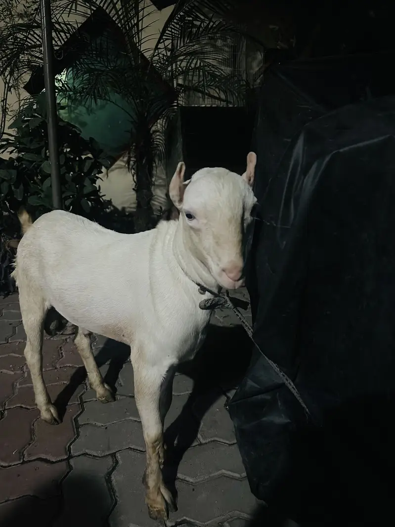 Pure bloodline Tedda urgent sale need money — photo 3