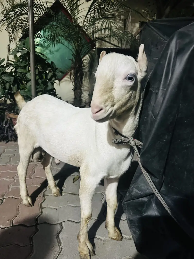 Pure bloodline Tedda urgent sale need money — photo 5