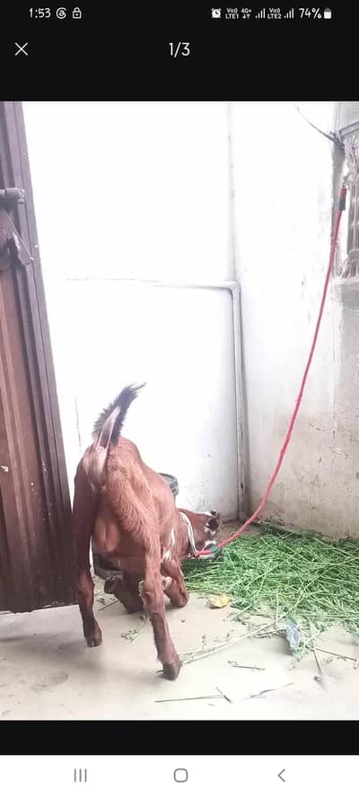 Teddy bakra