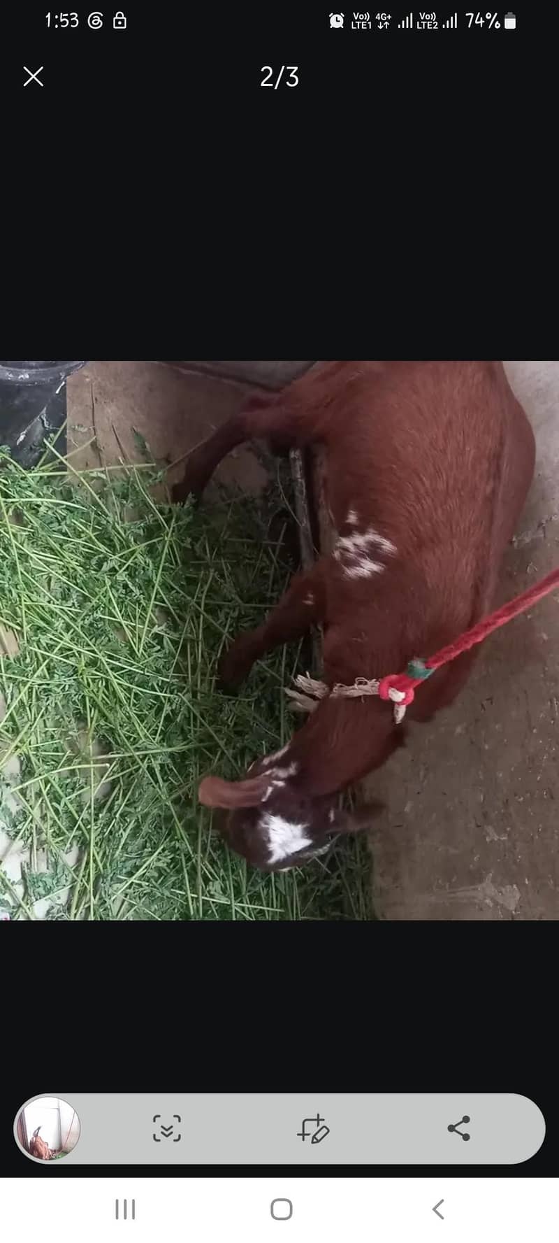 Teddy bakra 1