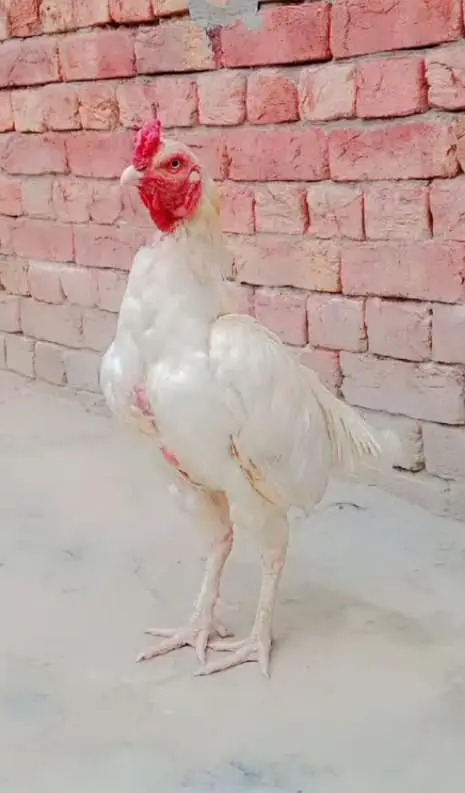 urgent for sale Heera aseel murga