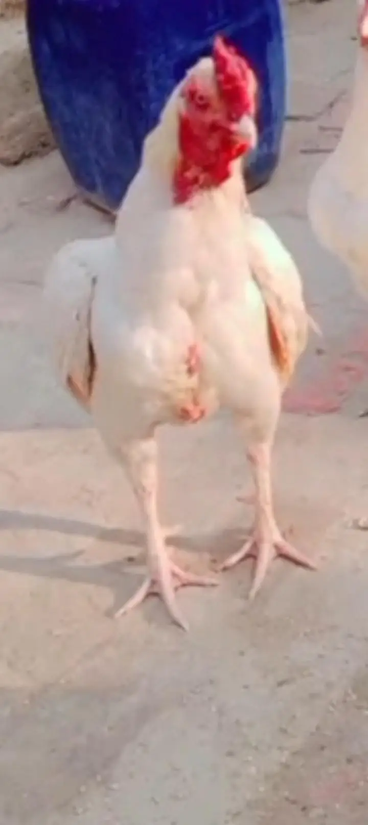urgent for sale Heera aseel murga — photo 4