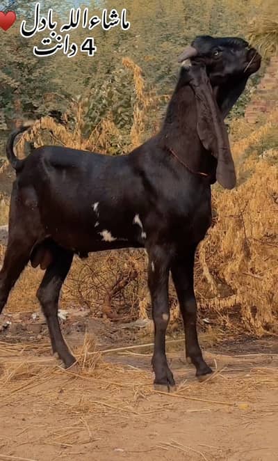 Amratsari  beetal bakra  03054978053