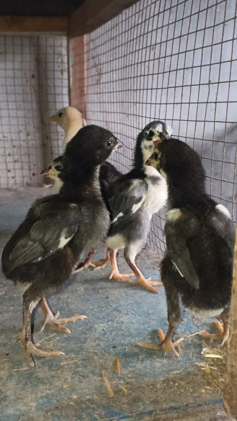 Pure Thai Chicks/ Thai Chicks/ Thai Chozay/ Thai Breed