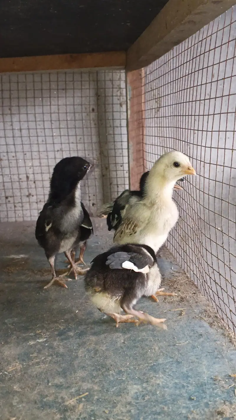 Pure Thai Chicks/ Thai Chicks/ Thai Chozay/ Thai Breed — photo 2